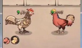 疯狂斗鸡场最新爆料视频,激战一触即发，精彩瞬间抢先看！