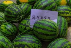 小西瓜吃瓜虫视频大全免费观看,欢乐无限