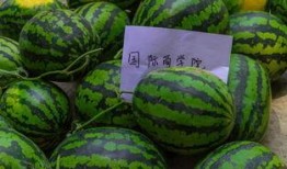 小西瓜吃瓜虫视频大全免费观看,欢乐无限
