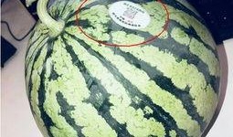 网红瓜去哪吃,瓜界美食地图大起底