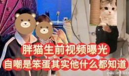 笨蛋最新爆料视频大全,视频大全背后的惊人真相