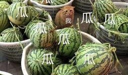 娱乐吃瓜酱广东,揭秘广东娱乐圈的幕后故事