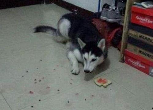 二哈吃瓜娱乐,揭秘娱乐圈那些不为人知的幕后故事